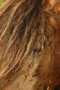 Dartmoor ponies stallion & mare Royalty Free Stock Photo