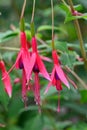 Hummingbird Fuchsia magellanica, close-up of pending red-purple flowers