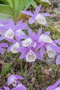 Hardy Chinese orchid  Pleione bulbocodioides  wild habitat Royalty Free Stock Photo