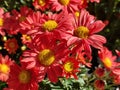 Hardy chrysanthemums bloosm at Winter in New Territories Hong Kong