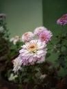 Hardy chrysanthemums colorful flower plant full bloom