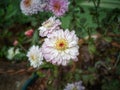 hardy chrysanthemums