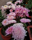 Hardy chrysanthemums & x28;pink& x29;