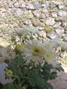 Hardy chrysanthemums white Flowers