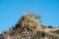 Hardy Dune Grasses Thriving Against a Clear Blue Sky Royalty Free Stock Photo
