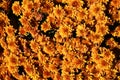 A field of Hardy Fall Chrysanthemums Royalty Free Stock Photo