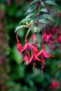 Hardy fuchsia blossoms with insects in summer after rain