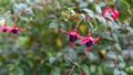 Hardy fuchsia flower in a garden Royalty Free Stock Photo