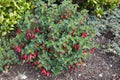 A Hardy Fuchsia plant which is a species of Evening Primrose also known as a Fuchsia