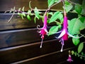 Hardy Fuchsia. Purplish red fuchsia with wooden brown background.