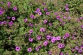 A Hardy Geranium plant with bright pink flowers