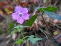 Hardy Geraniums growing in an English country forest