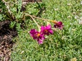 Hardy gloxinia (Incarvillea zhongdianensis) flowering with magenta to crimson, yellow-throated trumpet-