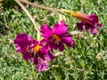 Hardy gloxinia or Chinese trumpet flower (Incarvillea zhongdianensis) flowering with magenta, yellow-throated trumpet-
