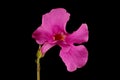 Hardy Gloxinia (Incarvillea delavayi). Flower Closeup