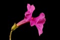 Hardy Gloxinia (Incarvillea delavayi). Flower Closeup