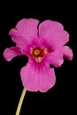 Hardy Gloxinia (Incarvillea delavayi). Flower Closeup