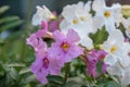 Hardy gloxinia Incarvillea delavayi, pink-lilac and white trumpet-like flowers
