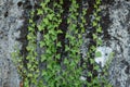 Hardy green shoots of wild English Ivy Hedera helix evergreen plant climbing up textured concrete wall