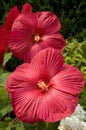 Hardy Hibiscus (Hibiscus moscheutos)