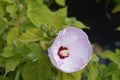 Hardy hibiscus