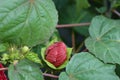 Hardy hibiscus Luna Red