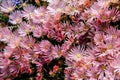 Hardy ice plant (Delosperma cooperi) Royalty Free Stock Photo