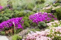 Hardy ice plant (Delosperma cooperi) Royalty Free Stock Photo