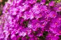 Hardy ice plant (Delosperma cooperi) Royalty Free Stock Photo