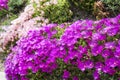 Hardy ice plant (Delosperma cooperi) Royalty Free Stock Photo