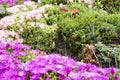 Hardy ice plant (Delosperma cooperi) Royalty Free Stock Photo