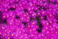The hardy ice plant (Delosperma cooperi), succulent that blooms with bright purple to pink flowers close-up Royalty Free Stock Photo