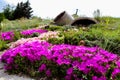 Hardy ice plant Delosperma cooperi Royalty Free Stock Photo