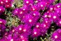 The hardy ice plant or Delosperma succulent pink flower, perennial ground cover with daisy-like purple flowers Royalty Free Stock Photo