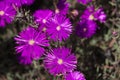 Hardy Ice Plants in a Garden Royalty Free Stock Photo