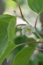 Hardy kiwi Actinidia argut, white flower