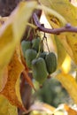 Hardy kiwifruit in a garden