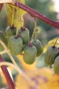 Hardy kiwifruit in a garden