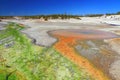 Green and Orange Algae in the Porcellain Basin, Norris Geyser Basin, Yellowstone National Park, Wyoming, USA Royalty Free Stock Photo