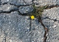 A bright yellow flower grows in a fissure of broken concrete, symbolizing strength, hope and resiliency. Royalty Free Stock Photo