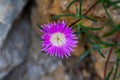 Hardy Pink Ice Plant (Delosperma cooperi, Mesembryanthemum cooperi), Royalty Free Stock Photo