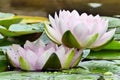 Hardy pink water lily at the Kohan Reflection Garden