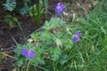 Hardy purple-blue Geranium himalayense in May. Berlin, Germany