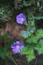 Hardy purple-blue Geranium himalayense in May. Berlin, Germany