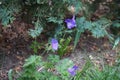 Hardy purple-blue Geranium himalayense in May. Berlin, Germany