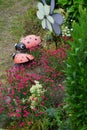 Hardy red flowers of Dianthus deltoides bloom in the garden in June. Berlin, Germany Royalty Free Stock Photo