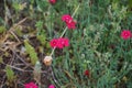 Hardy red flowers of Dianthus deltoides in the garden. Berlin, Germany Royalty Free Stock Photo