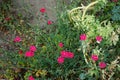 Hardy red flowers of Dianthus deltoides in the garden. Berlin, Germany Royalty Free Stock Photo