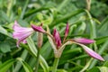 Orange River lily Crinum bulbispermum, budding flowers