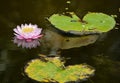 Hardy Water Lilies at Mckee Botanical Garden, Indian River County, Florida USA